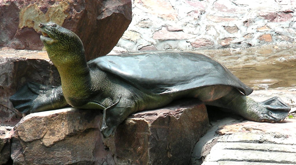 A close-up of the Yangtze Giant Softshell Turtle’s distinctive soft shell 