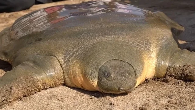 The critically endangered Yangtze Giant Softshell Turtle swimming in its habitat 