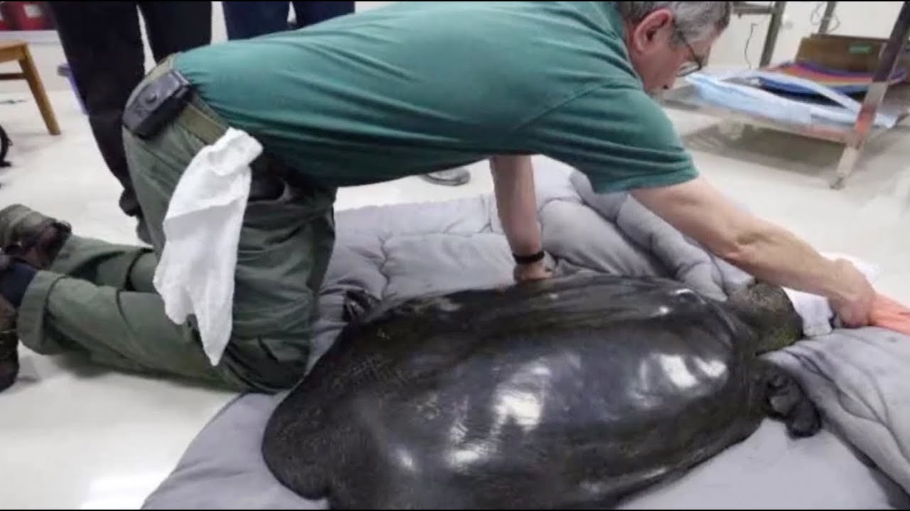 Conservationists monitoring the Yangtze Giant Softshell Turtle in a breeding facility 