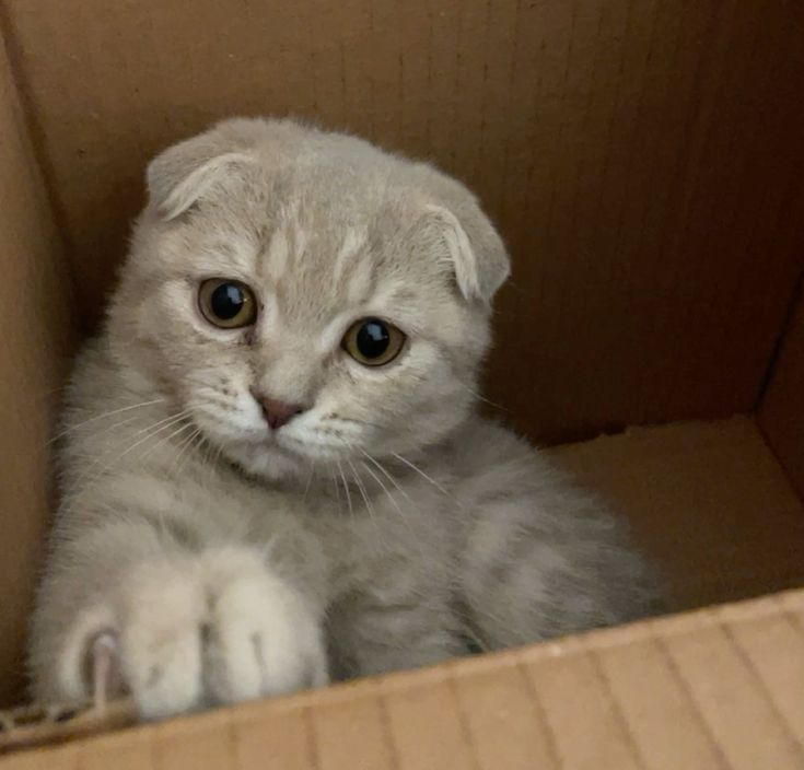 Kucing Scottish Fold: Pesona Dan Karakter Unik Dari Si Telinga Lipat ...