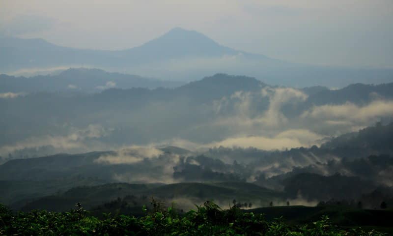 Pemandangan hutan lebat di Gunung Halimun, dengan kabut tebal yang menyelimuti pepohonan tropis, menciptakan suasana mistis