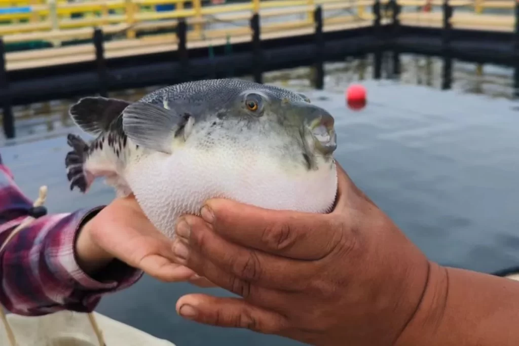 keracunan-telur-ikan-buntal-bahaya-mengintai