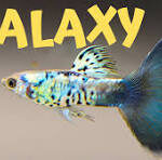 Guppy Galaxy