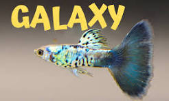 Guppy Galaxy