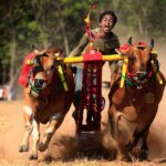 Karapan Sapi