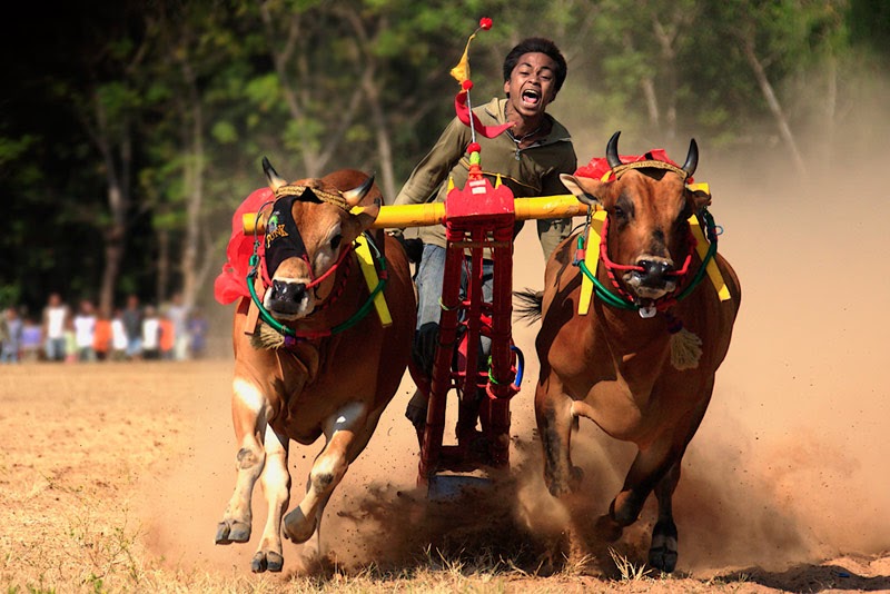 Karapan Sapi