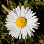 Bellis Perennis