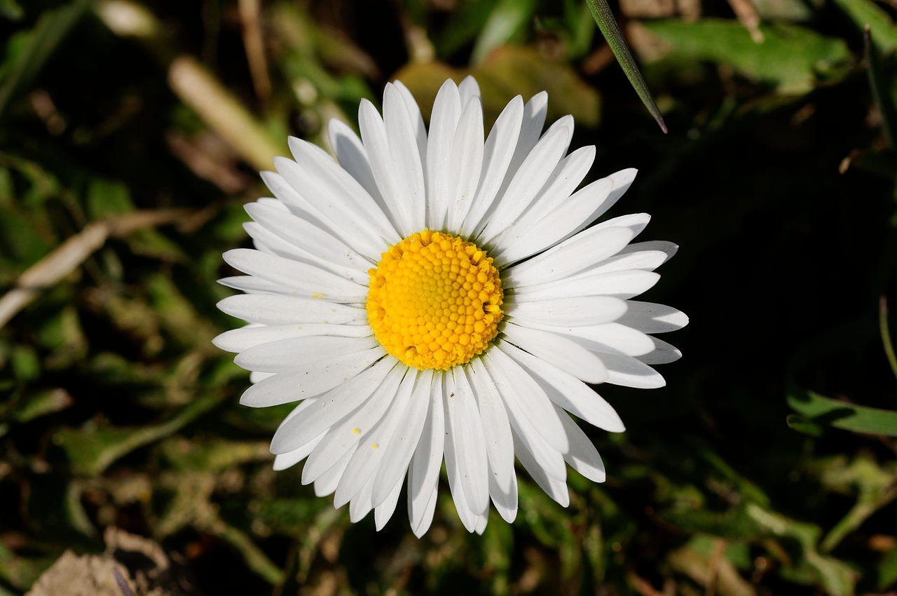 Bellis Perennis