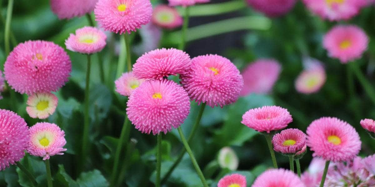 Karakteristik Unik dan Filosofi di Balik Kelopak Putih