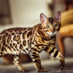 Kucing Bengal