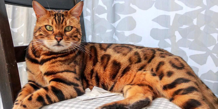 Sejarah Singkat Kucing Bengal